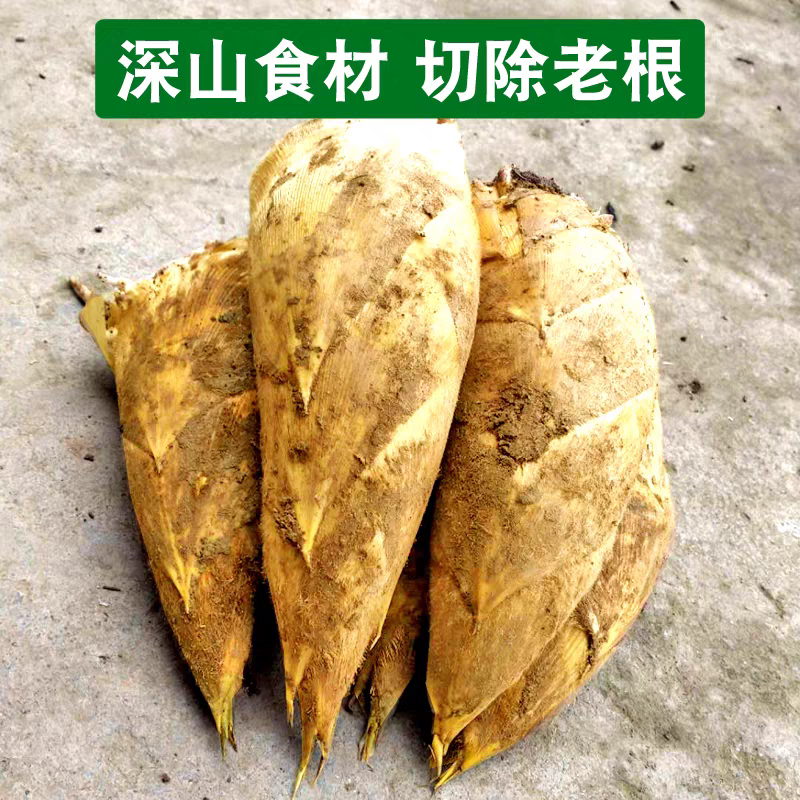 冬笋新鲜现挖四川现货楠竹笋鲜笋农家竹笋2025毛竹笋嫩黄泥春笋
