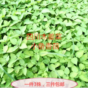 泸州木姜菜新鲜野的 川滇香薷豆花蘸料辣椒佐料叶小鱼香菜花种苗
