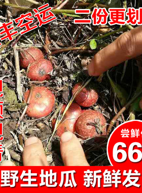 四川野生地瓜地果地枇杷地泡新鲜地石榴带泥现摘带泥现发顺丰包邮