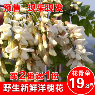 现采新鲜野菜洋槐花骨朵花苞花包蔬菜菜榆钱买2送1包邮