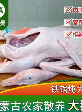清真鹅肉新鲜大鹅内蒙古大白鹅整只生鲜冷冻草娥嫩仔鹅铁锅炖