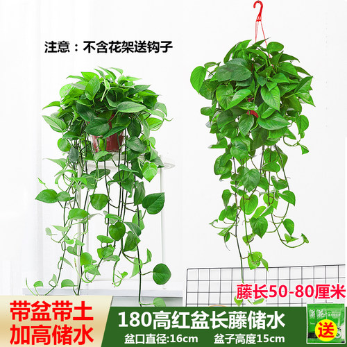 180大盆稀有长藤绿萝基地批发