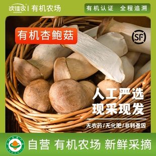 沈佳农有机杏鲍菇200g新鲜菌菇蔬菜鸡腿菇蘑菇肉厚鲜嫩烹饪煲汤