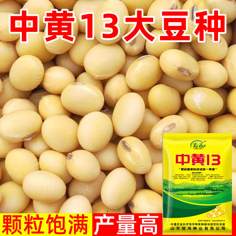 中黄13大豆种子高产黄豆种籽颗粒饱满农家夏秋季播种蔬菜种子夏季