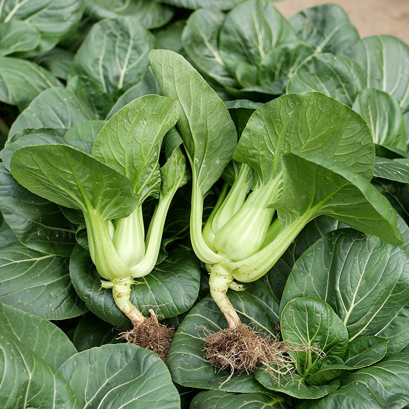 黑金油菜种子孑苏州青梗菜籽蔬菜籽种大全四季上海青胖矮脚小青菜