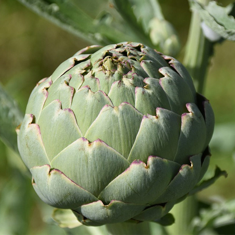 红洋蓟种子朝鲜蓟春季冬特色蔬菜籽种盆栽大全四季法国洋百合菊蓟