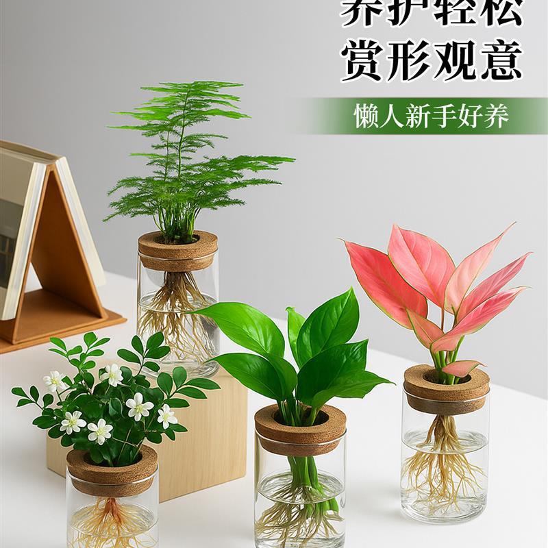 文竹盆栽室内水培植物办公室桌面绿植花卉小摆件净化空气懒人好养