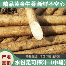 2025年黄金牛蒡新鲜牛蒡榨汁牛蒡根官方旗舰店牛蒡根中药材种子
