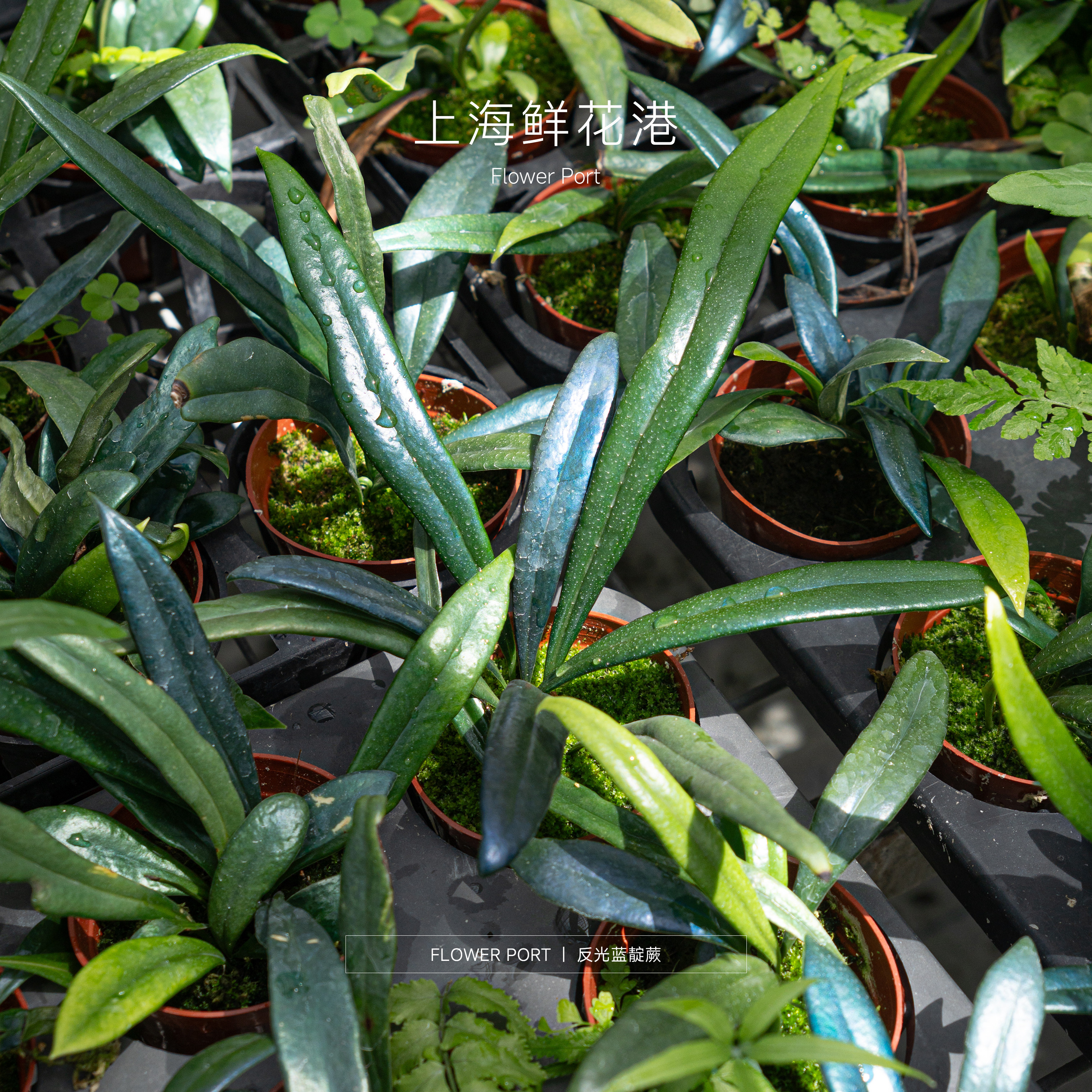 反光蓝靛蕨热植观叶植物