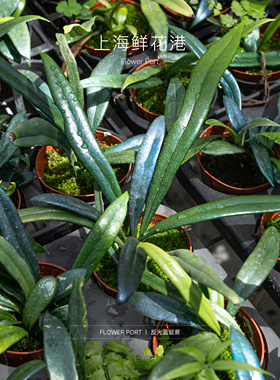 反光蓝靛蕨 热植 观叶植物 网红小绿植 ins小植物