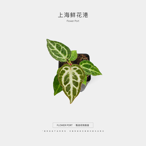 【Flower port】花烛盲盒 热植 盆栽 网红植物 室内观叶植物