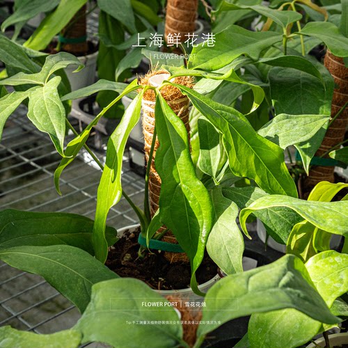 雪花花烛 热植 盆栽 绿植 室内观叶植物