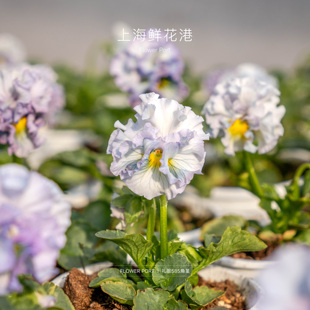 礼服585 port Flower