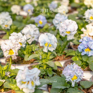 礼服974 port Flower