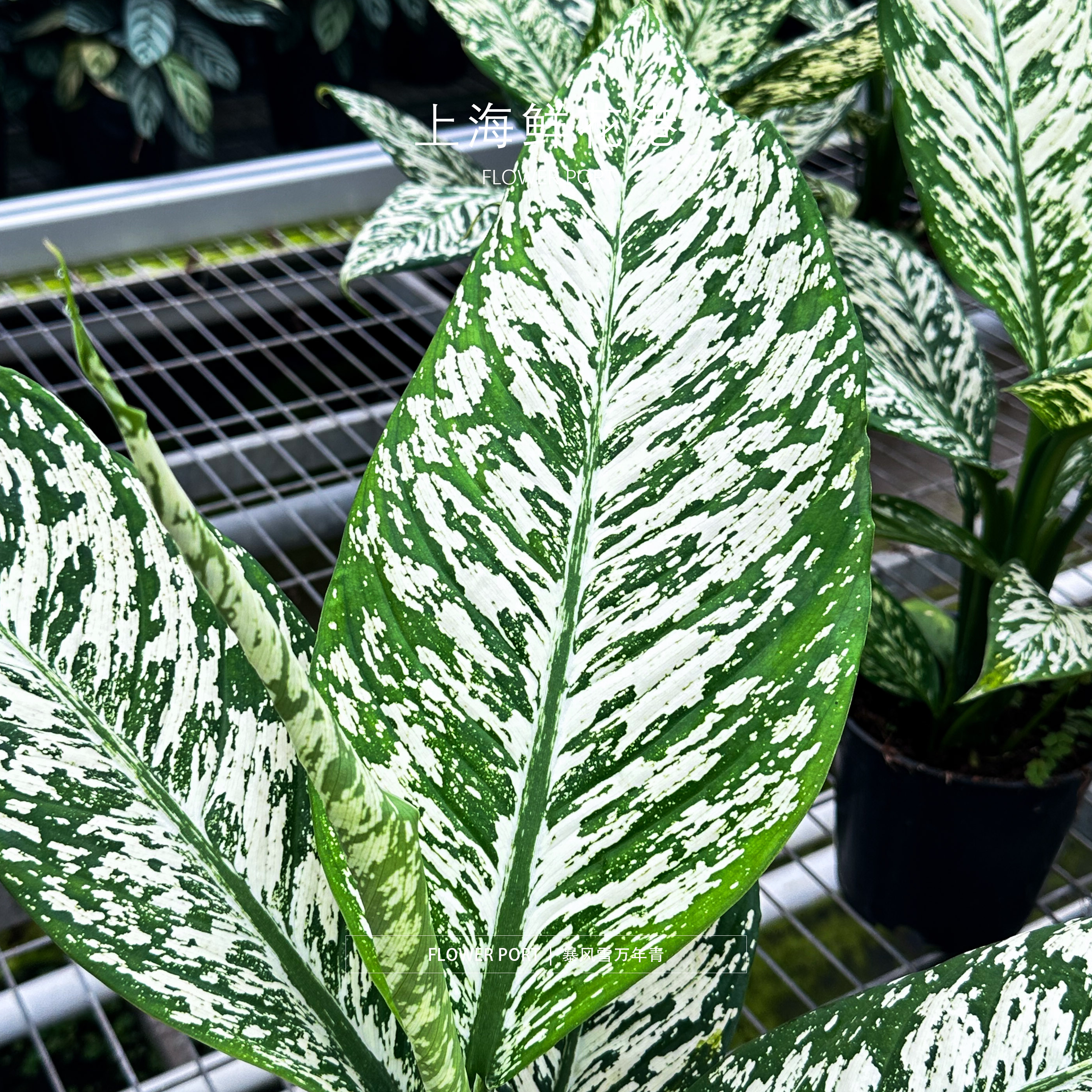 暴风雪万年青|Shanghai Flower Port|观叶植物热带植物
