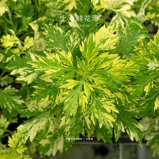 艾草锦 【Flower port】艾草 端午小植物