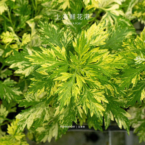 艾草锦 【Flower port】艾草 端午小植物