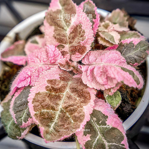 粉锦喜荫花 观叶植物 粉色叶子 盆栽 植物 网红小植物 ins绿植