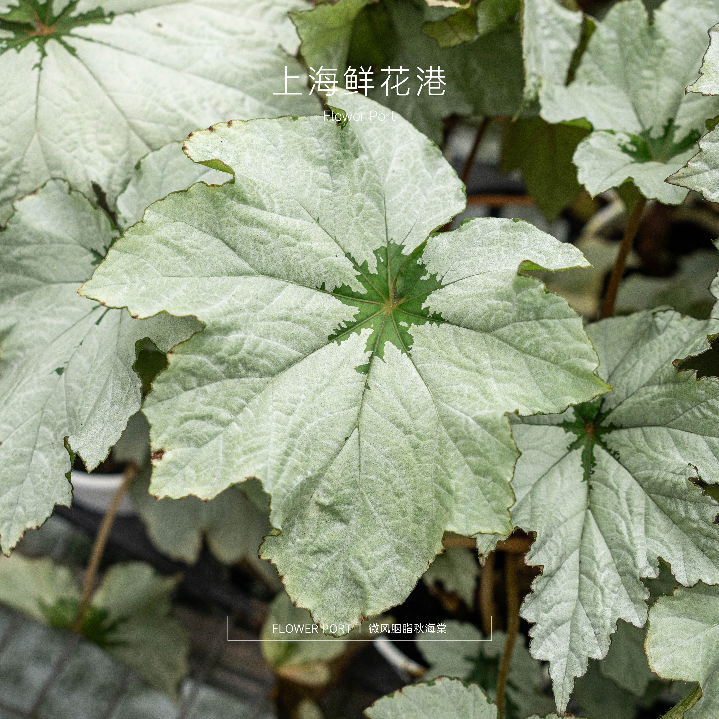 【Flower port】微风胭脂秋海棠