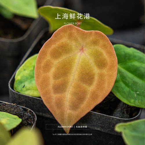 无脉原种盾 花烛 热植 绿植 盆栽 室内观叶植物
