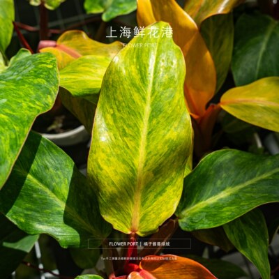 橘子酱蔓绿绒 热植 绿植 盆栽 小众观叶植物 室内彩色植物
