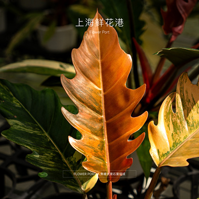 焦糖大理石 蔓绿绒 橙色蔓绿绒 热植 盆栽 绿植