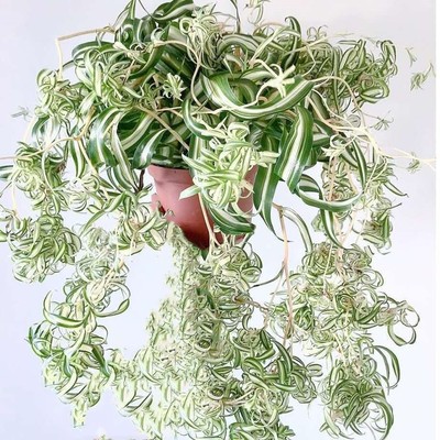 卷叶吊兰金心垂吊宽叶法国女郎邦尼盆栽植物阳台卷边室内卷毛绿植