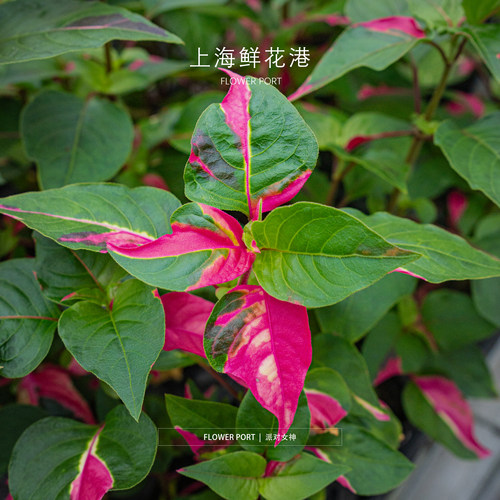 派对女神  观叶植物  盆栽 植物 网红小植物