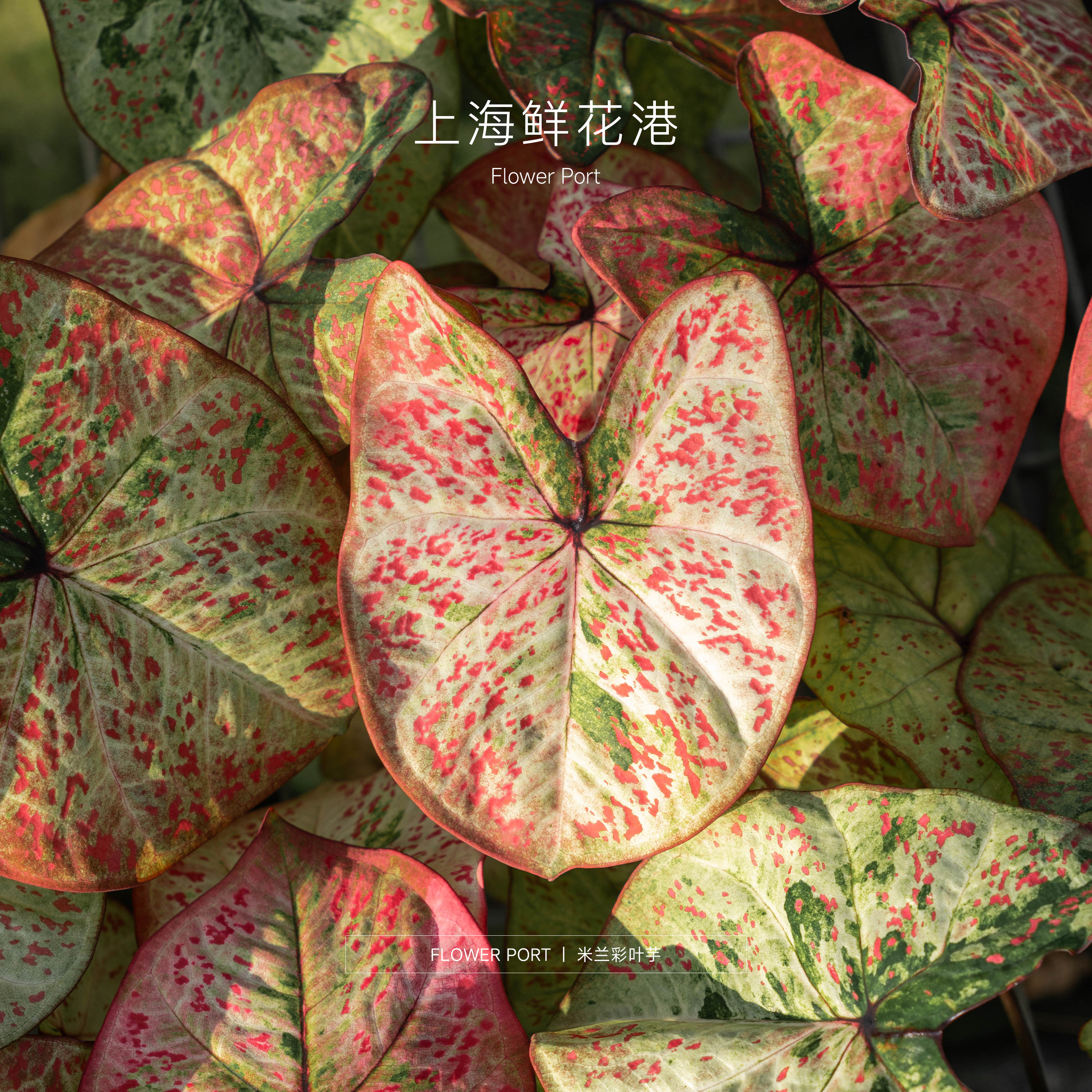 【Flower port】米兰彩叶芋