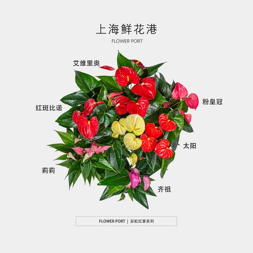红掌合集｜Shanghai Flower Port｜植物盆栽 室内植物  桌面植物