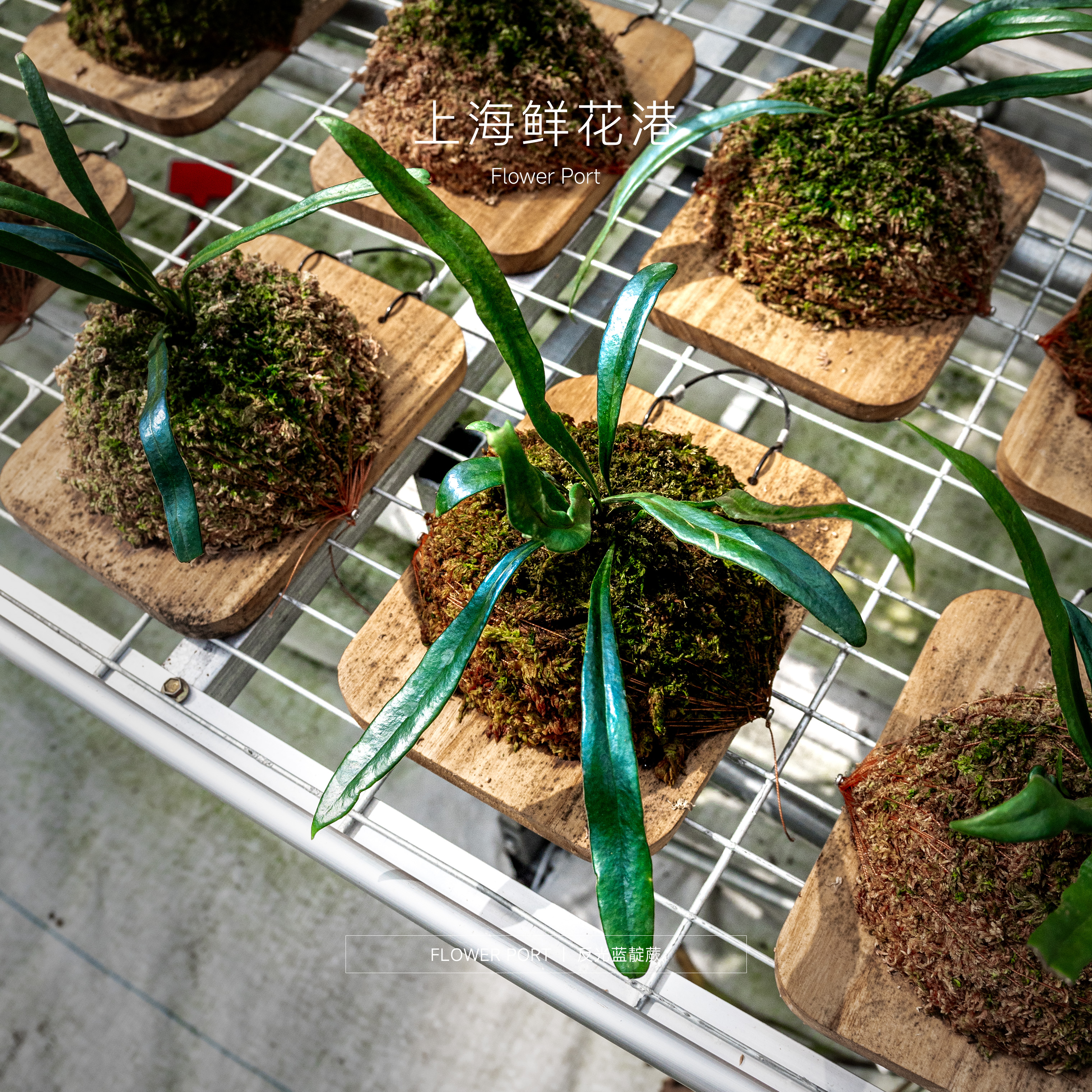 【Flower port】反光蓝靛蕨