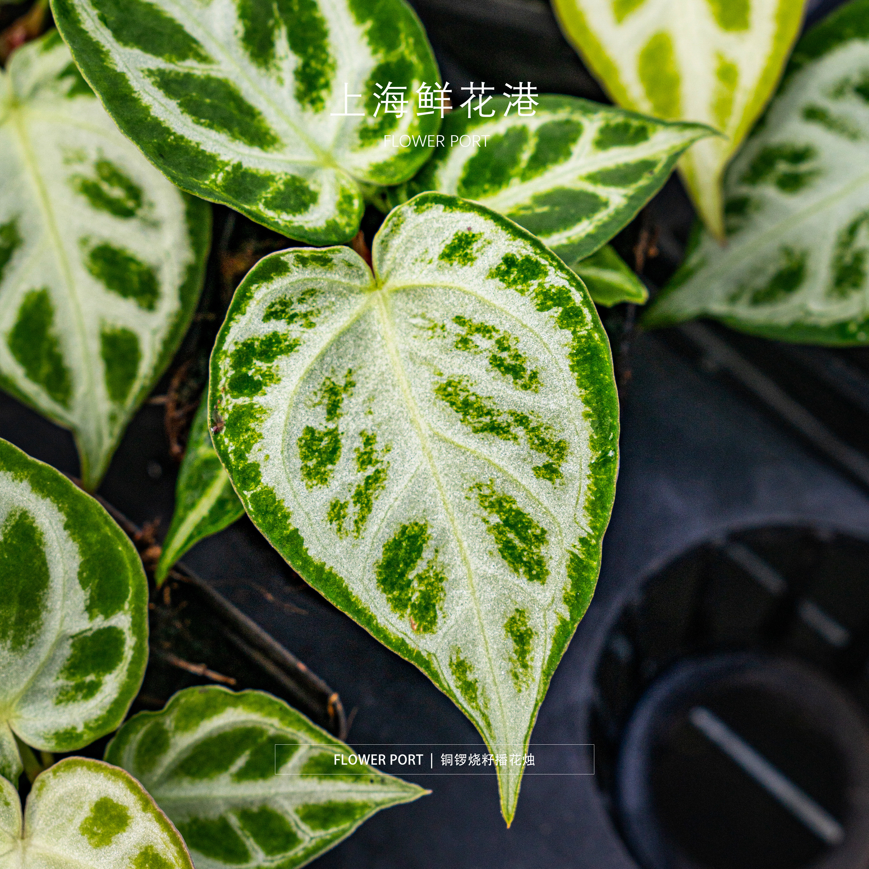 铜锣烧籽播花烛 热植 绿植盆栽 室内观叶植物