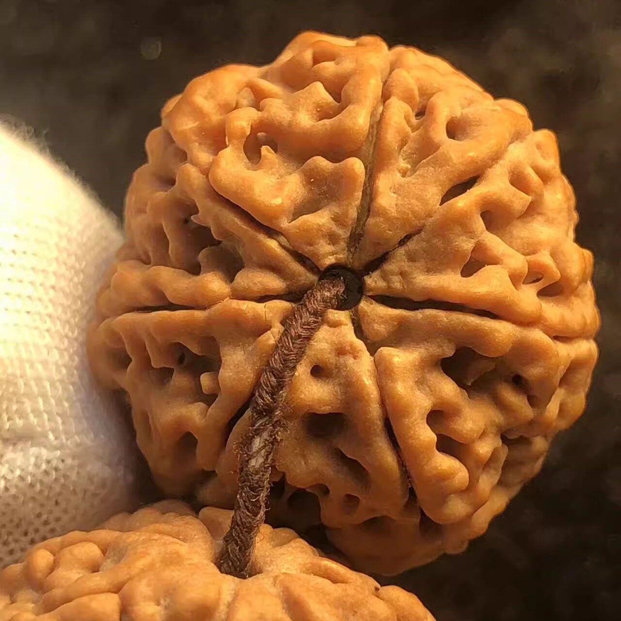 矮桩蜂窝7瓣大金刚菩提子黄皮