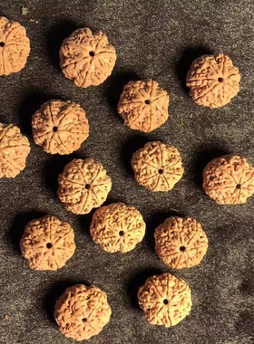 蜂王毕业级7瓣19mm爆肉蜂窝矮桩七星双龙尼泊尔大金刚菩提手串