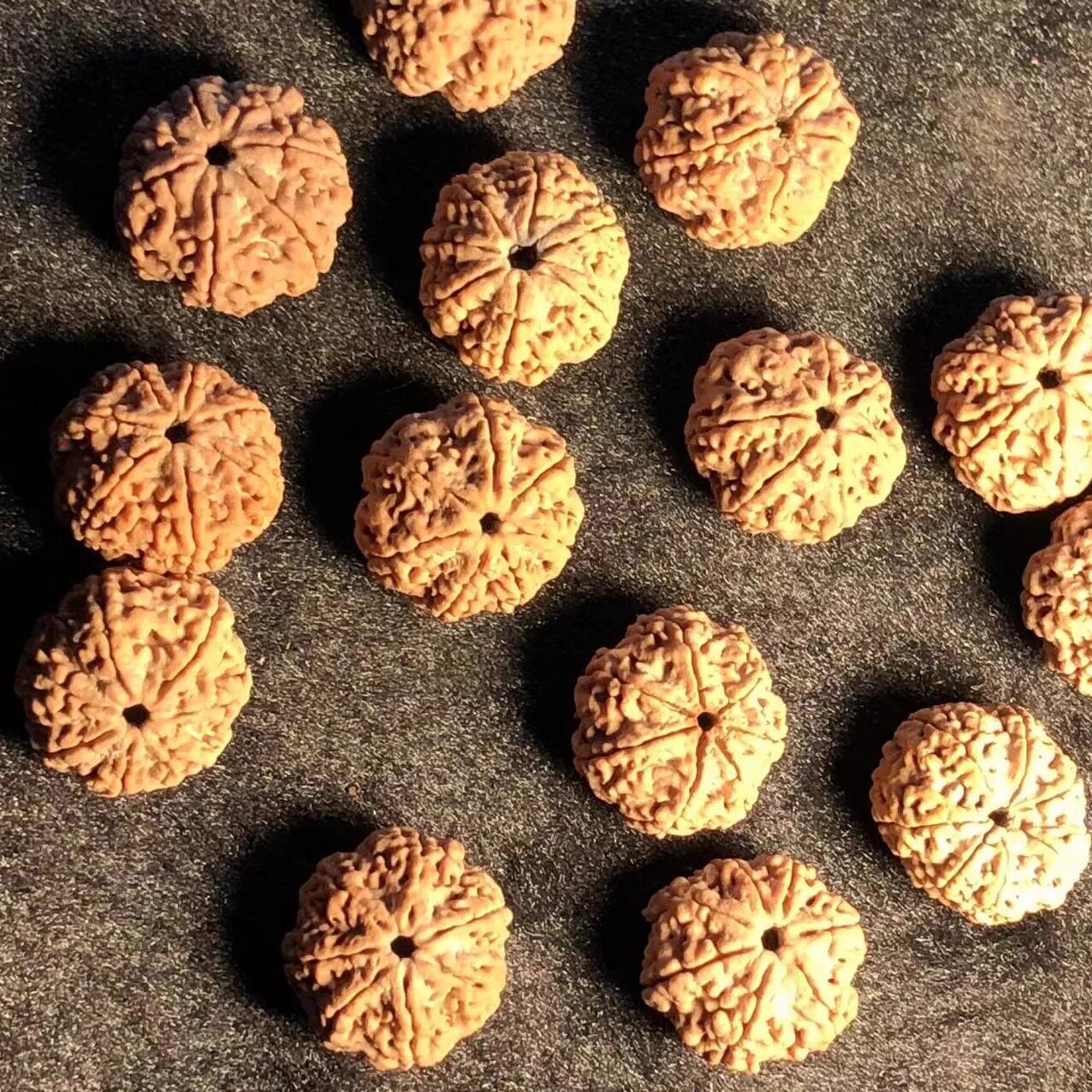 7瓣21mm蜂王满肉尼泊尔金刚菩提