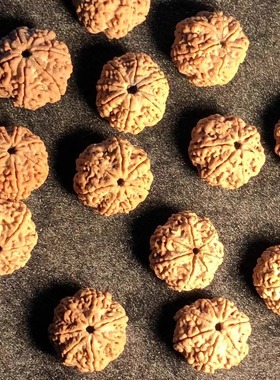 7瓣21mm蜂王满肉尼泊尔金刚菩提