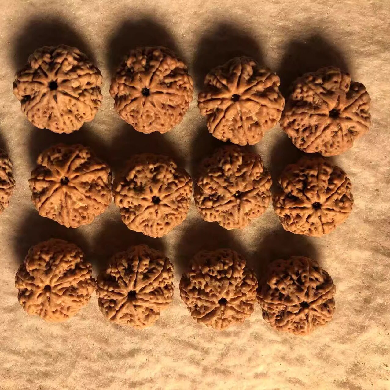 满肉蜂王毕业级七星7瓣23mm爆肉矮桩尼泊尔大金刚菩提黄皮沉水