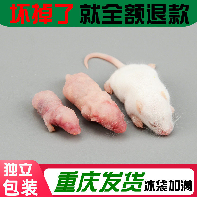 新鲜开口冻鼠宠物蛇角蛙猫食物