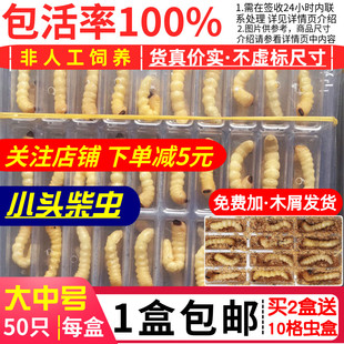 2025年新货大中号柴虫50只贵州松树天牛幼虫画眉比赛鸟食状镖活虫