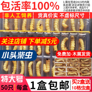 特大号柴虫50只2025年小头画眉比赛贵州松树天牛幼虫鸟食状镖活虫