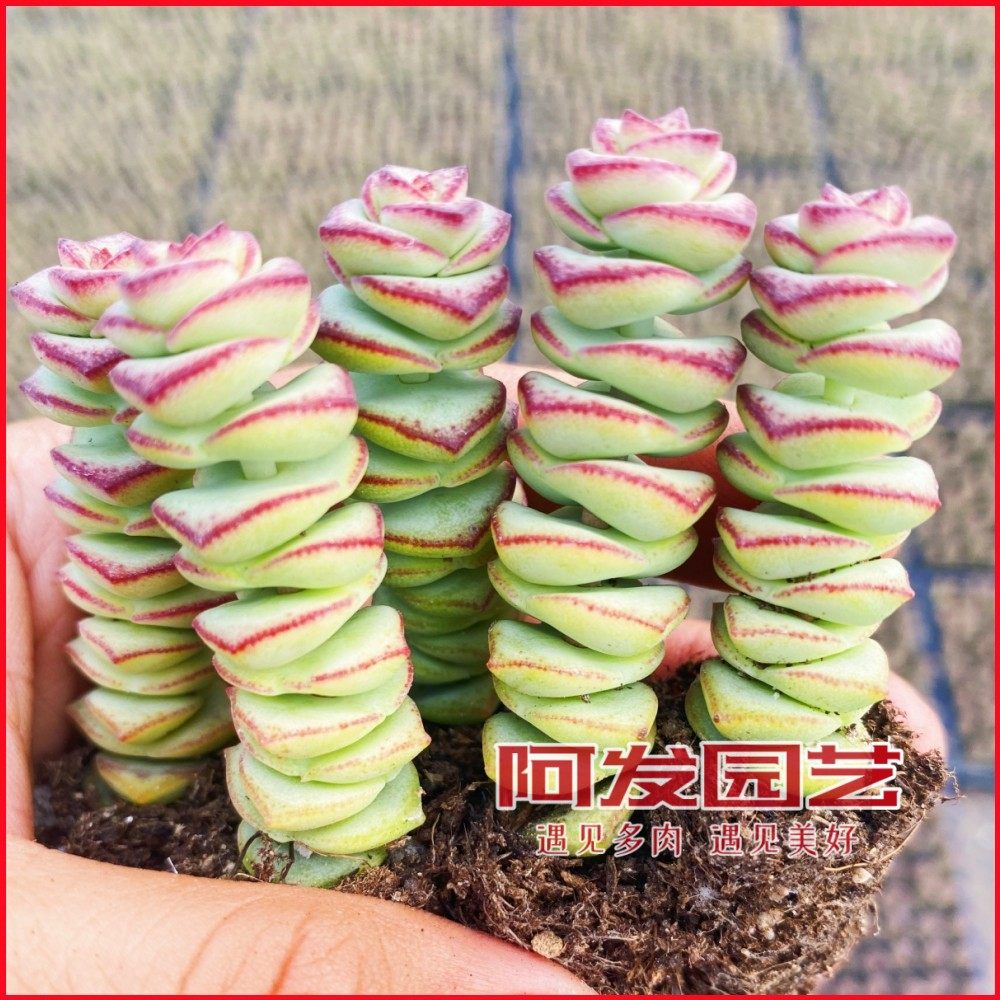 钱串多肉植物批发花卉市场花大全多肉植物