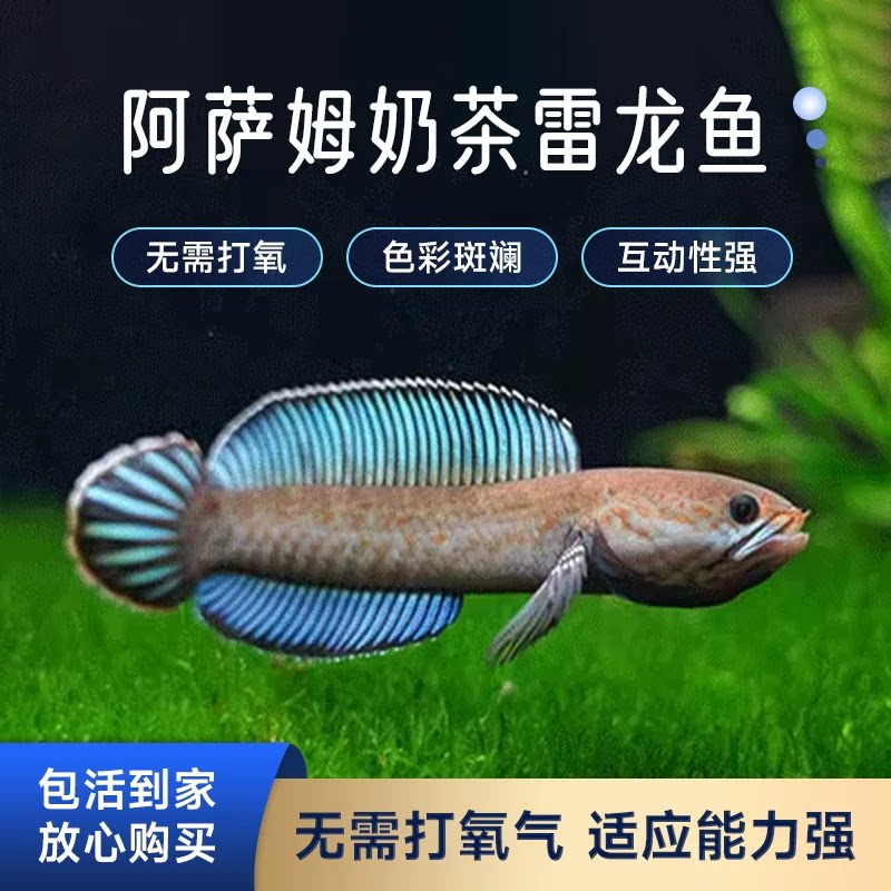 阿萨姆奶茶雷龙鱼鱼苗观赏鱼小型鱼
