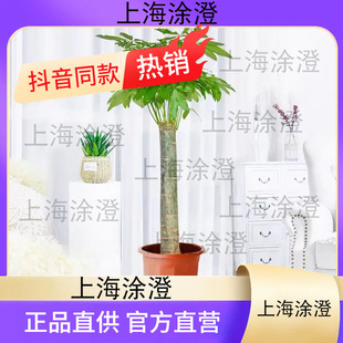 三杆步步高客厅办公室乔迁盆栽净化客气吸甲醛熙锦大型绿植发财树