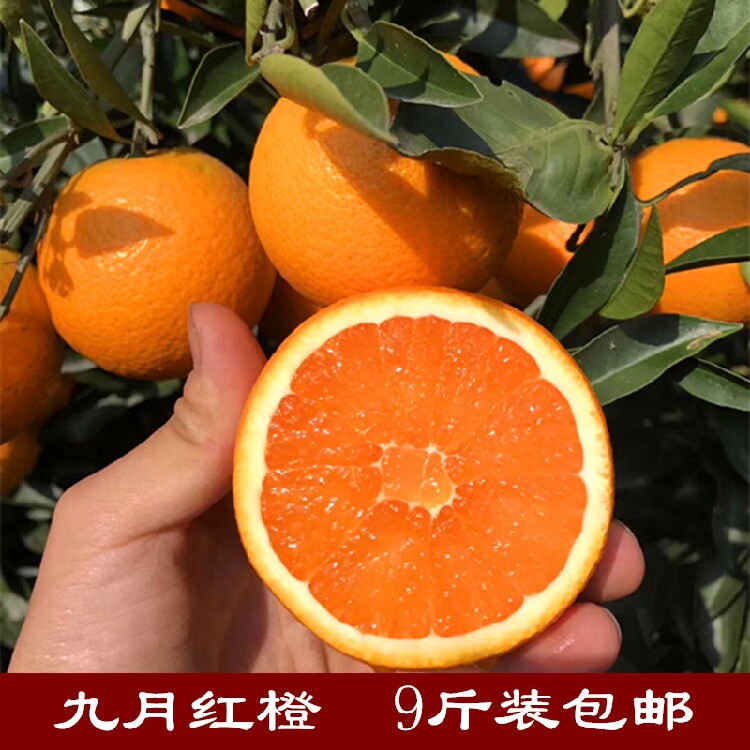 9斤包邮湖北秭归脐橙九月红橙秋橙青橙子纽荷尔橙新鲜水果