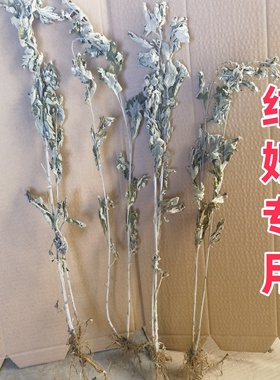 连根艾草结婚用双颗艾草一个跟上两颗艾草成对连根对艾结婚艾草