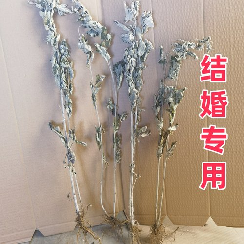 结婚艾草连根对艾一个根上两颗艾