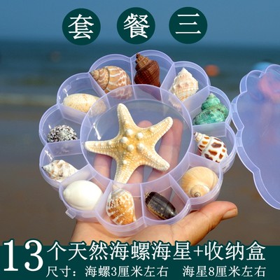 贝壳海螺天然标本螺海星礼盒海洋生物科普幼儿园儿童把玩寄居蟹壳