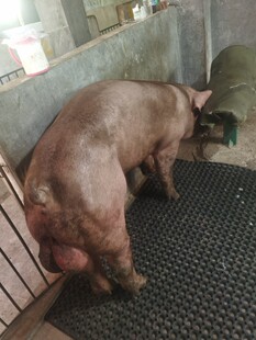 杜洛克育肥猪精2瓶，80毫升一瓶