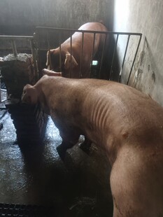 杜洛克长白大白猪精2瓶.80毫升一瓶