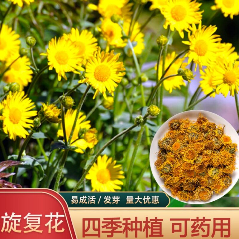 旋覆花种子草籽别名金佛花种子四季开花金佛草籽六月菊旋复花庭院